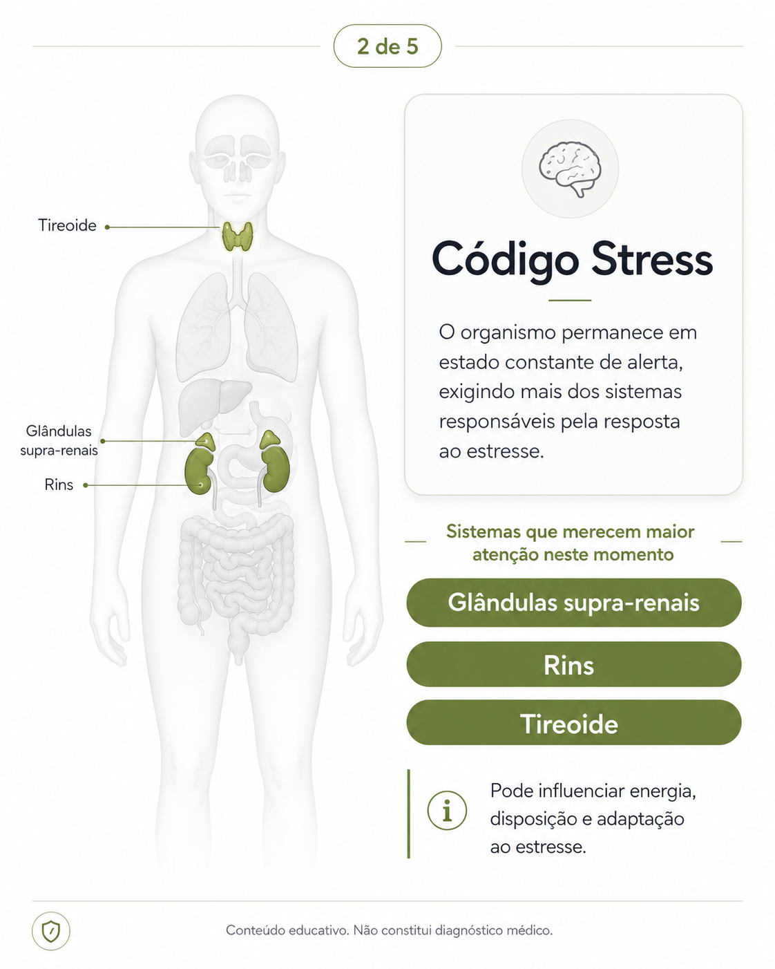 Código Stress — glândulas supra-renais, rins e tireoide em destaque