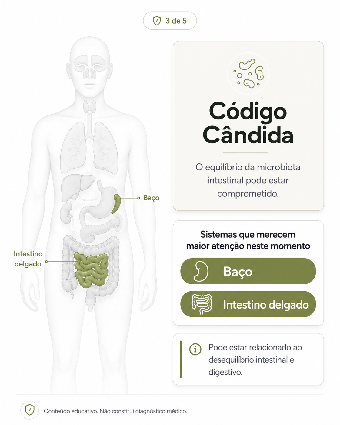 Código Cândida — baço e intestino delgado em destaque